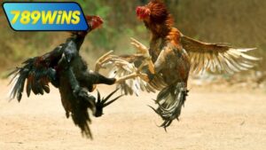 Đá gà cựa tròn trực tiếp