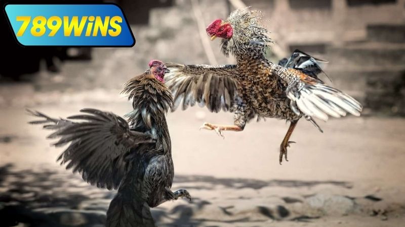 Ưu điểm khi xem đá gà cựa trực tiếp tại 789WIN